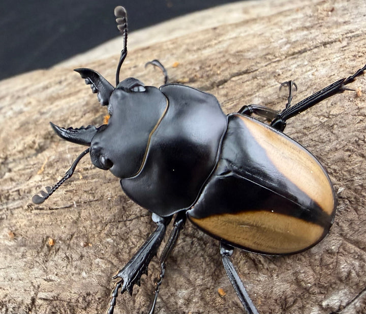 【WD】《パリーマルバネクワガタ 36.5mm ペア》