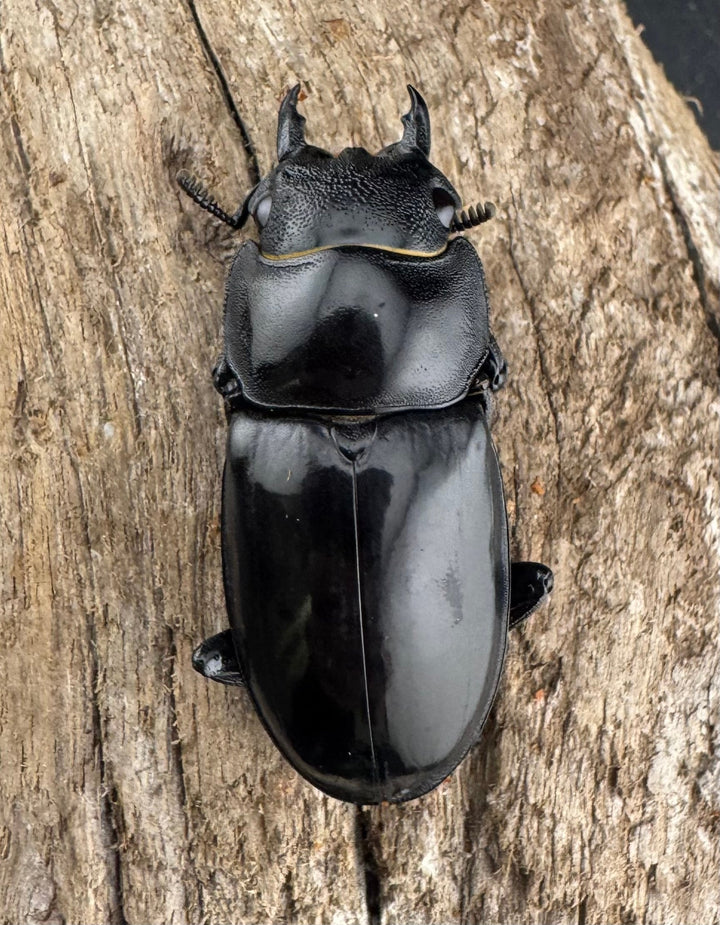 【WD】《マンディブラリスフタマタ 107mm ペア》