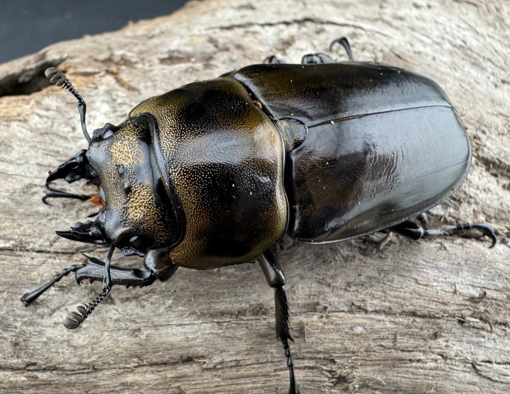 【F0】《ローゼンベルグオウゴンオニクワガタ 49mm ♀単》