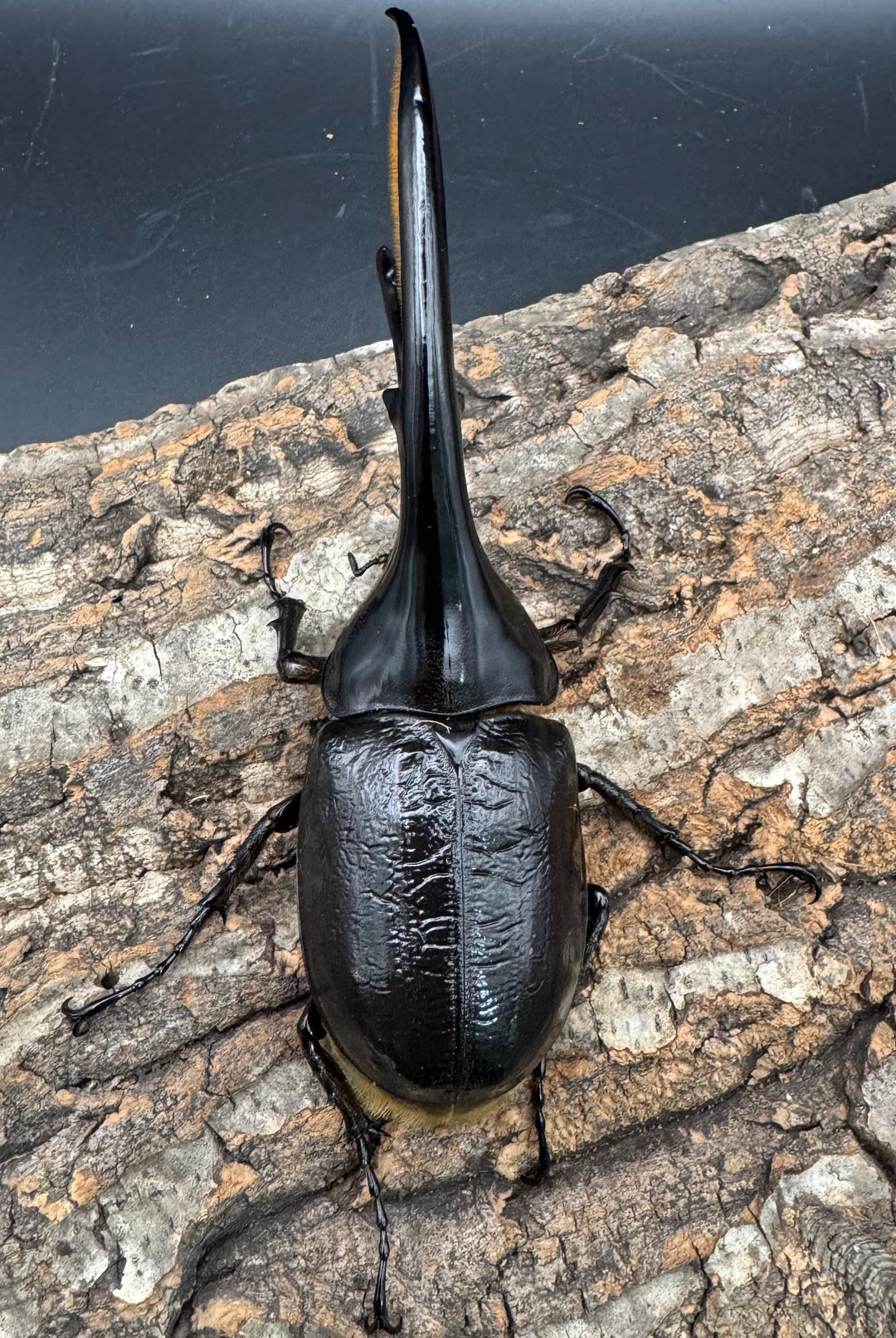 《ヘラクレス・ヘラクレス 145mm ペア》