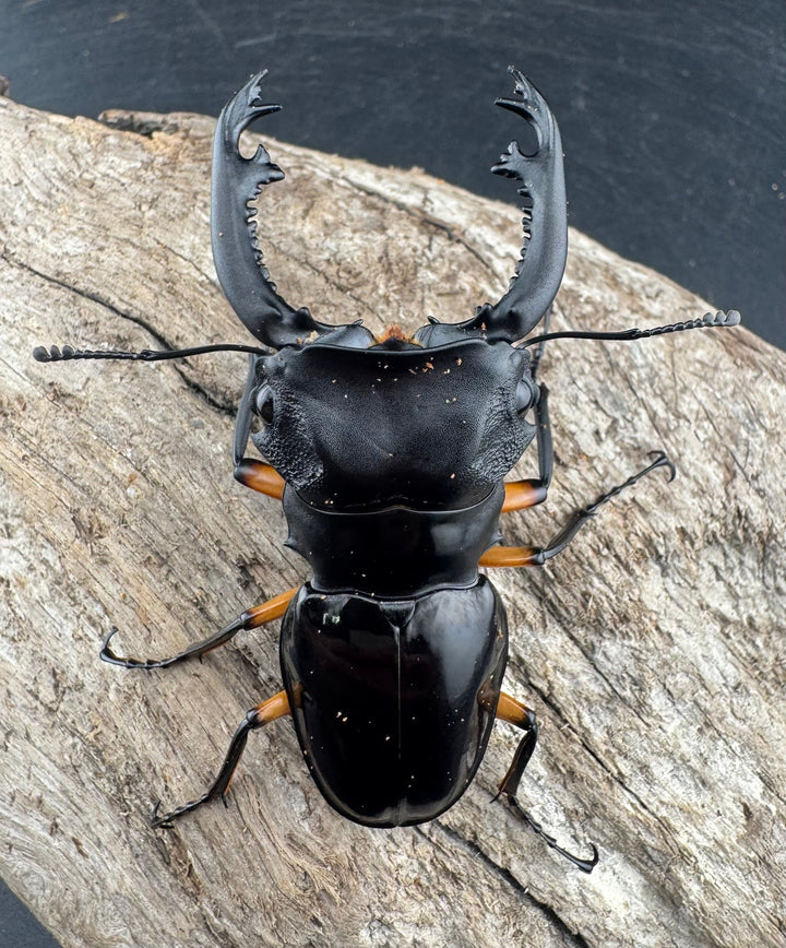 【WD】《インペリアリスツヤ亜種komorii リサル産 67.5mm ペア》