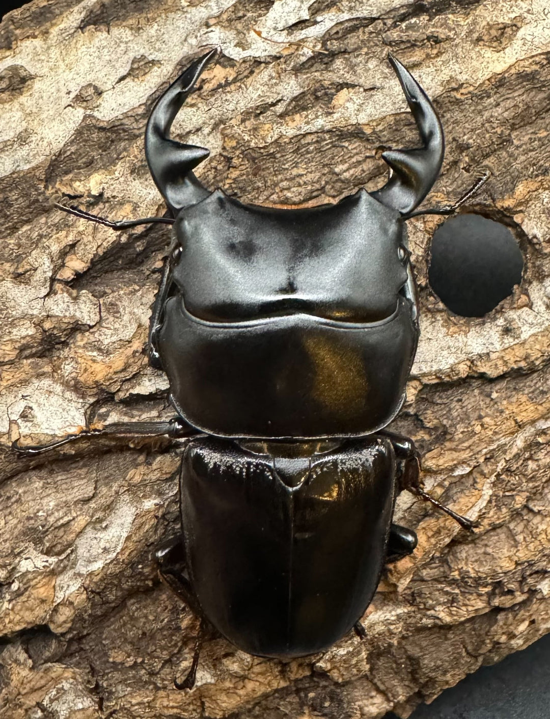 《インドグランディス亜種moriyai Garda95.0血統 70mm ペア》Soul氏ブリード個体