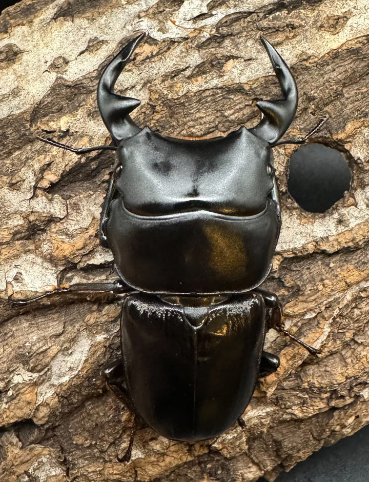 《インドグランディス亜種moriyai Garda95.0血統 70mm ペア》Soul氏ブリード個体