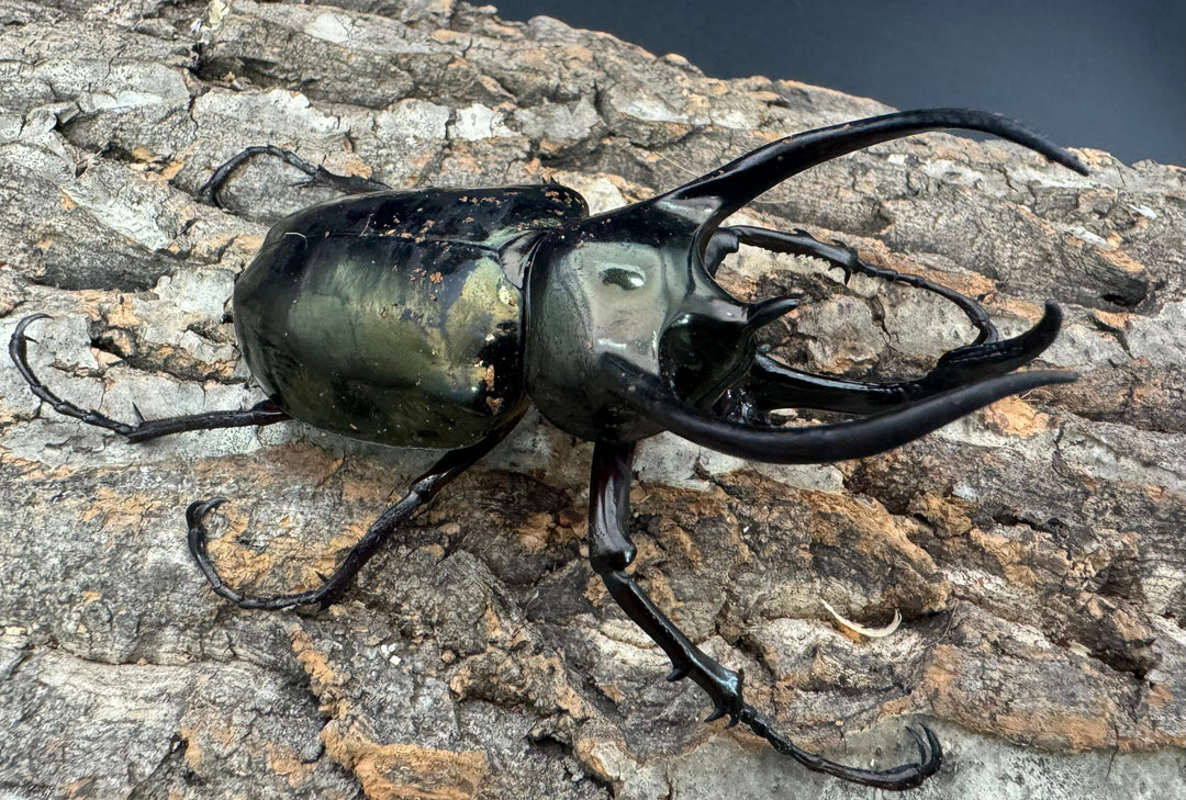 【WD】《ミンダナオアトラスオオカブト 95mm ペア》