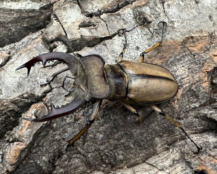 【WD】《デラバイミヤマ 43mm B品ペア》