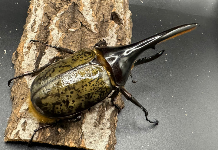 《ヘラクレス・ヘラクレス 126mm ペア》