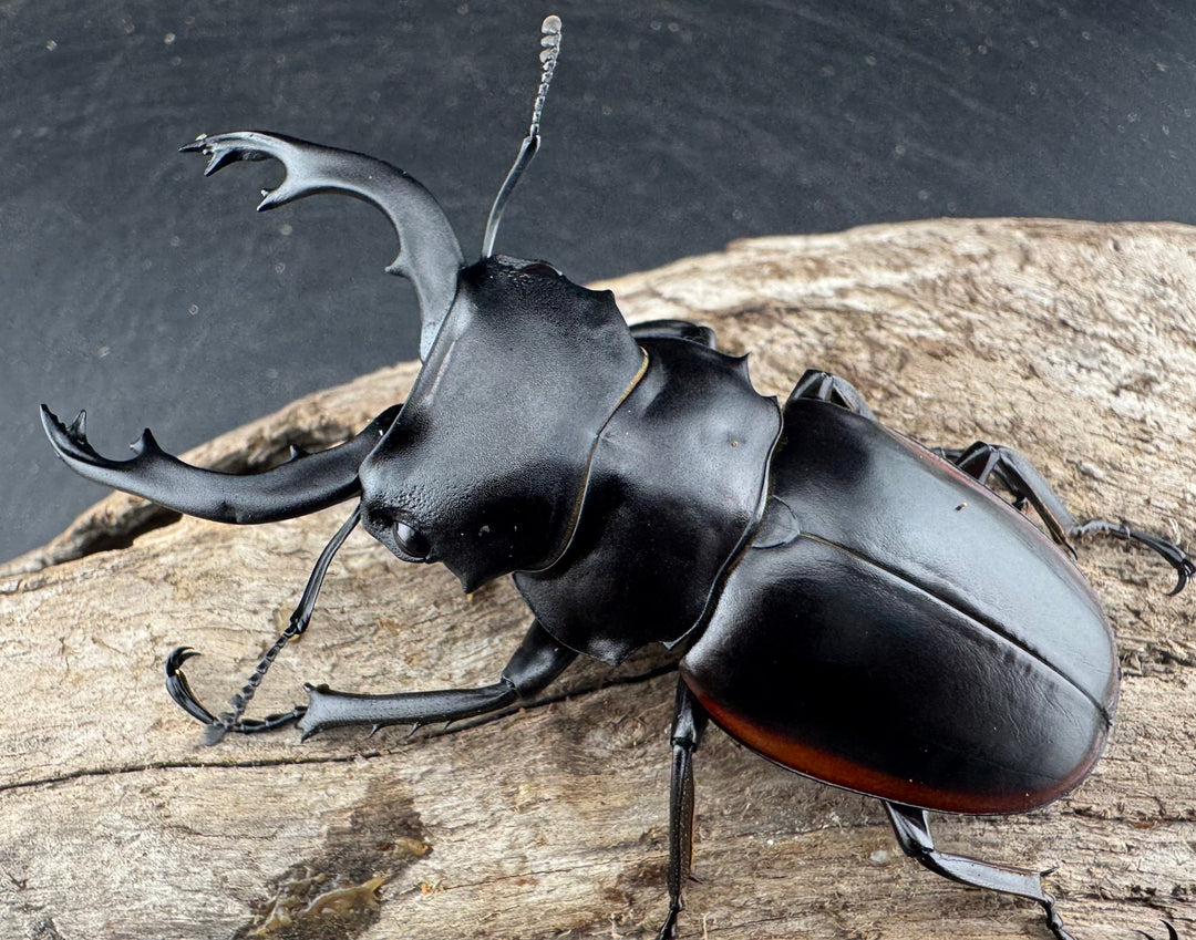 【WD】《クベラツヤクワガタ亜種sinensis 浙江省産 72mm ペア》