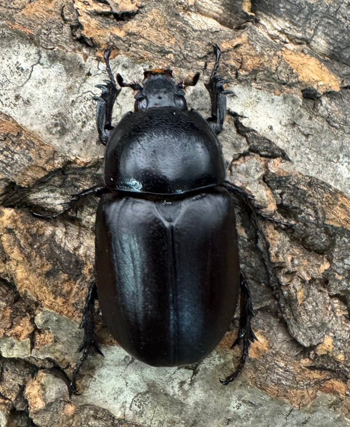 【WD】《ビルマニクス ゴホンツノ 58.5mm ペア》