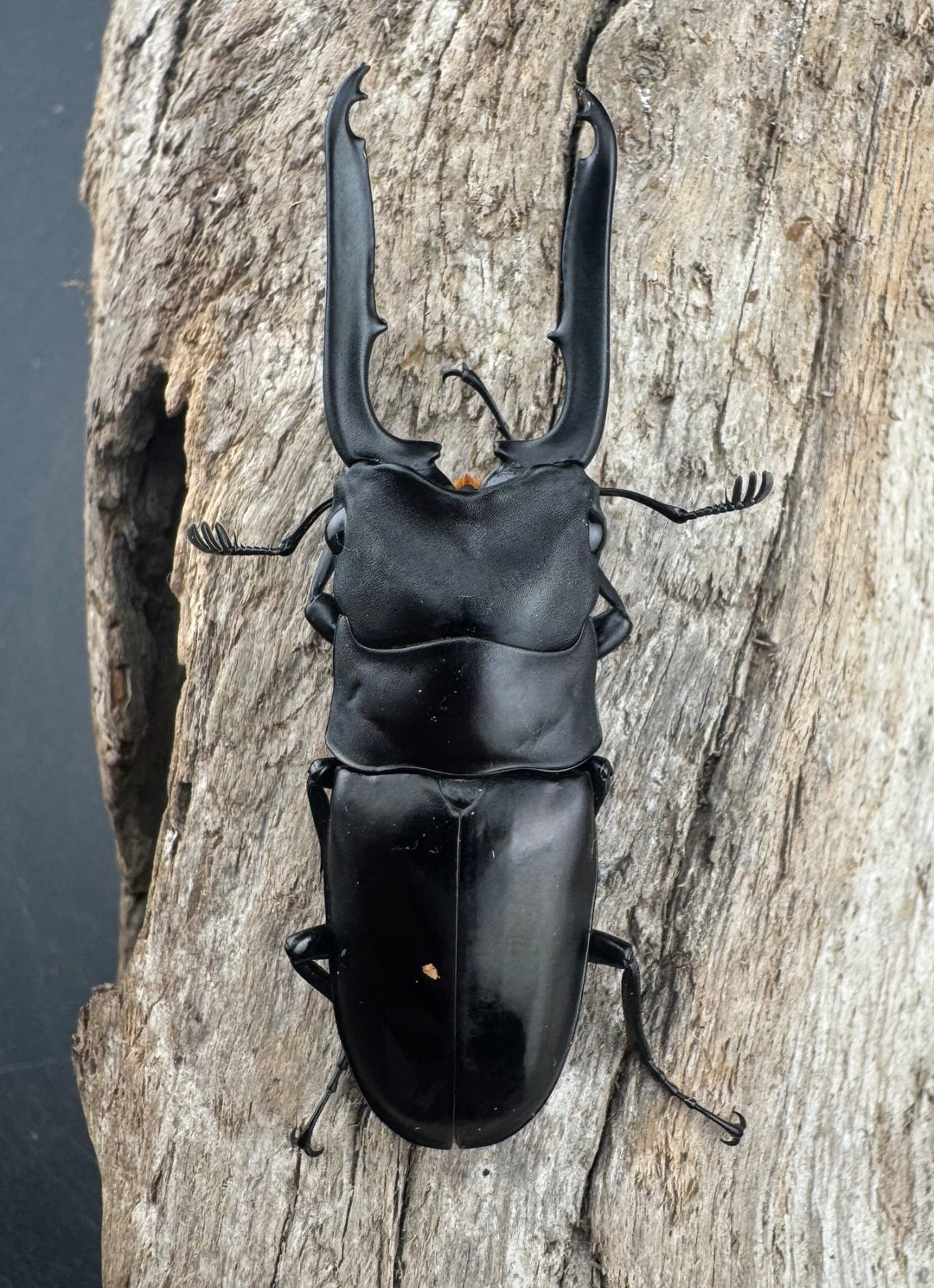 【WD】《ブッダノコギリ ミンダナオ産 53mm ペア》