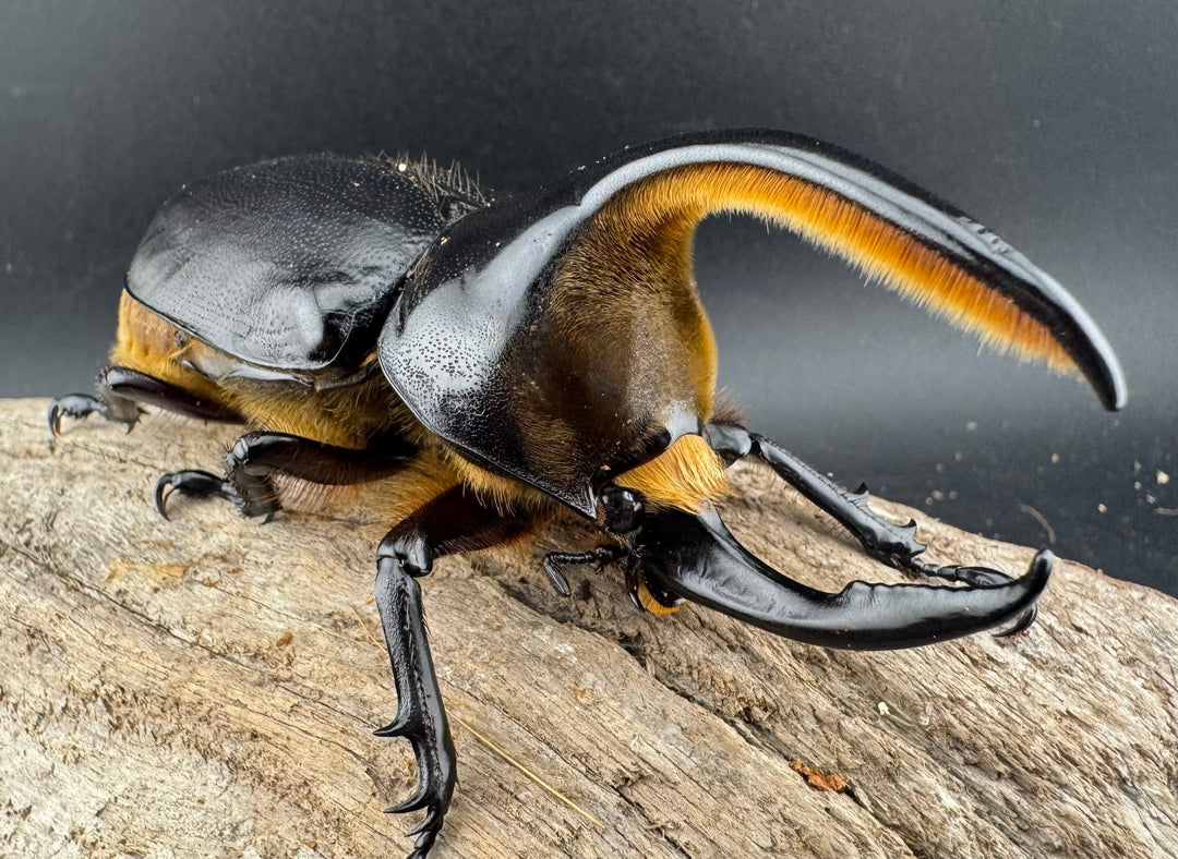 《サタンオオカブト 99mm ペア》inohiro109氏ブリード個体