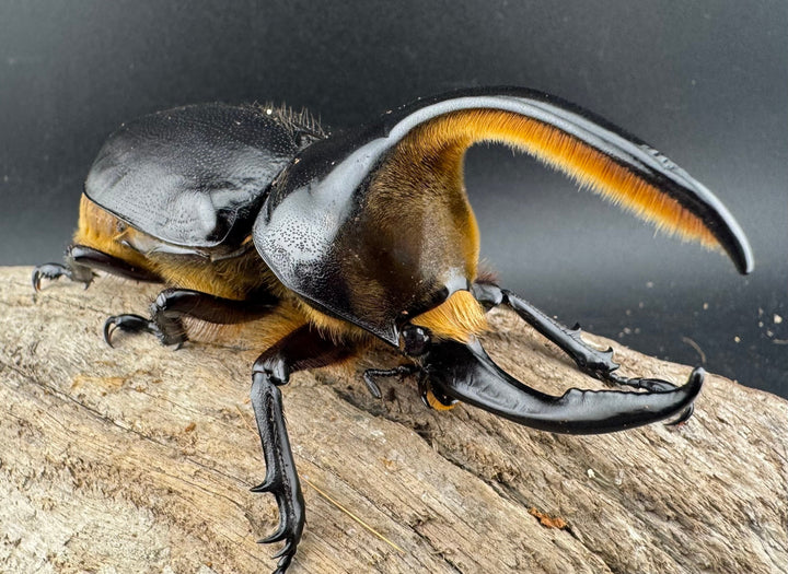 《サタンオオカブト 99mm ペア》inohiro109氏ブリード個体