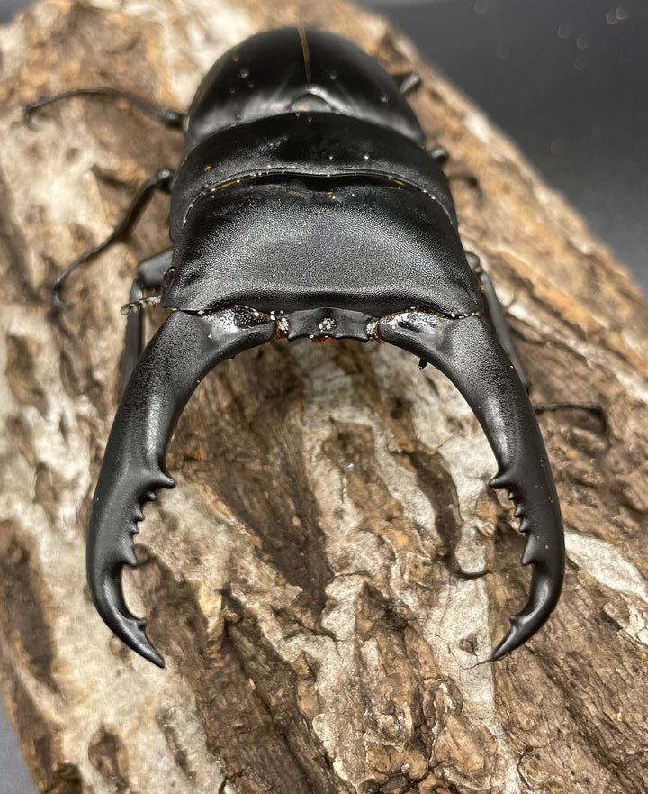 【WD】大型《カマリネスヒラタ 96mm ペア》