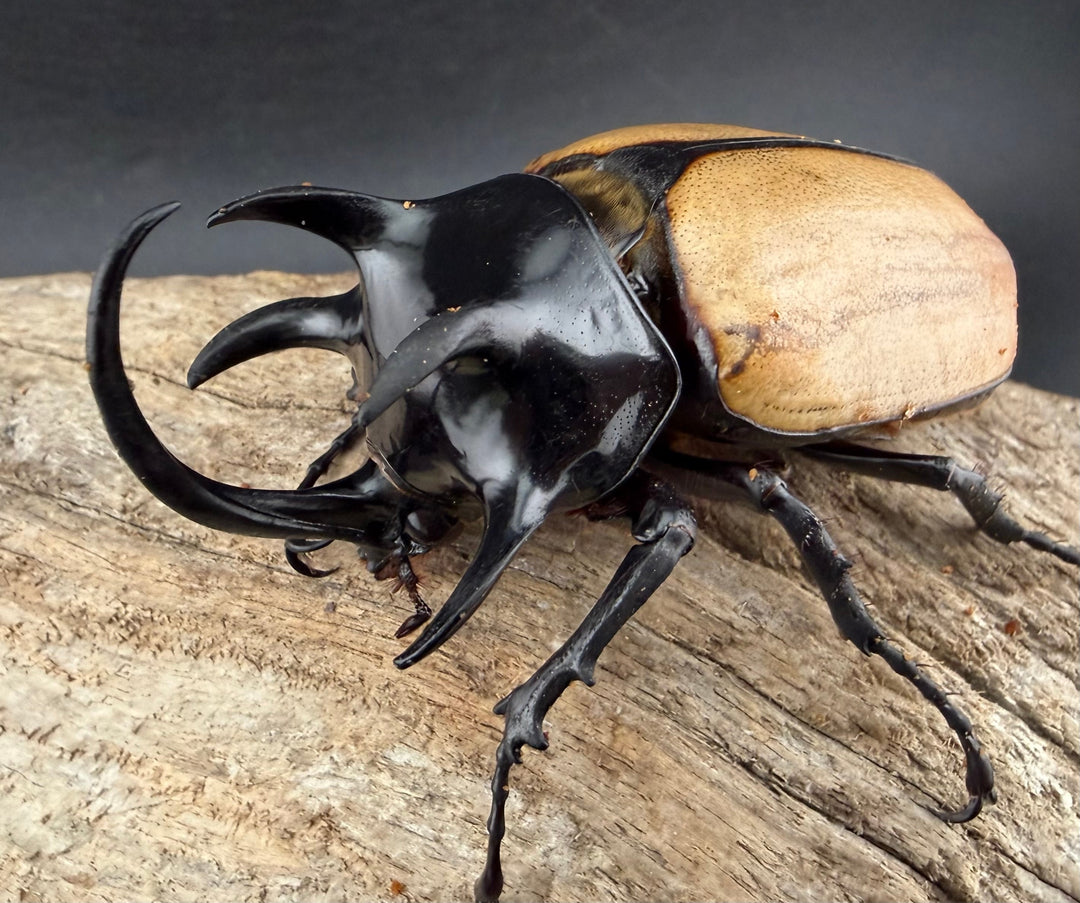 【WD】《ゴホンツノカブト原名亜種 タイ産 85mm ペア》