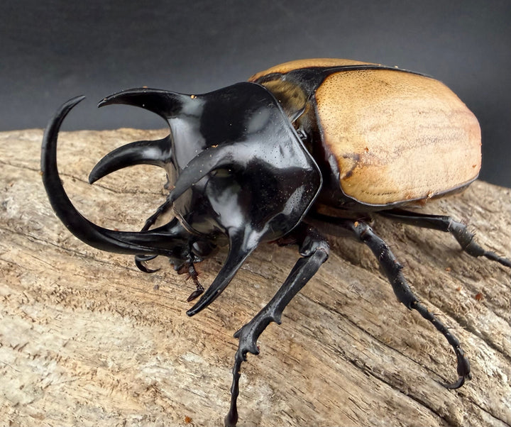 【WD】《ゴホンツノカブト原名亜種 タイ産 85mm ペア》