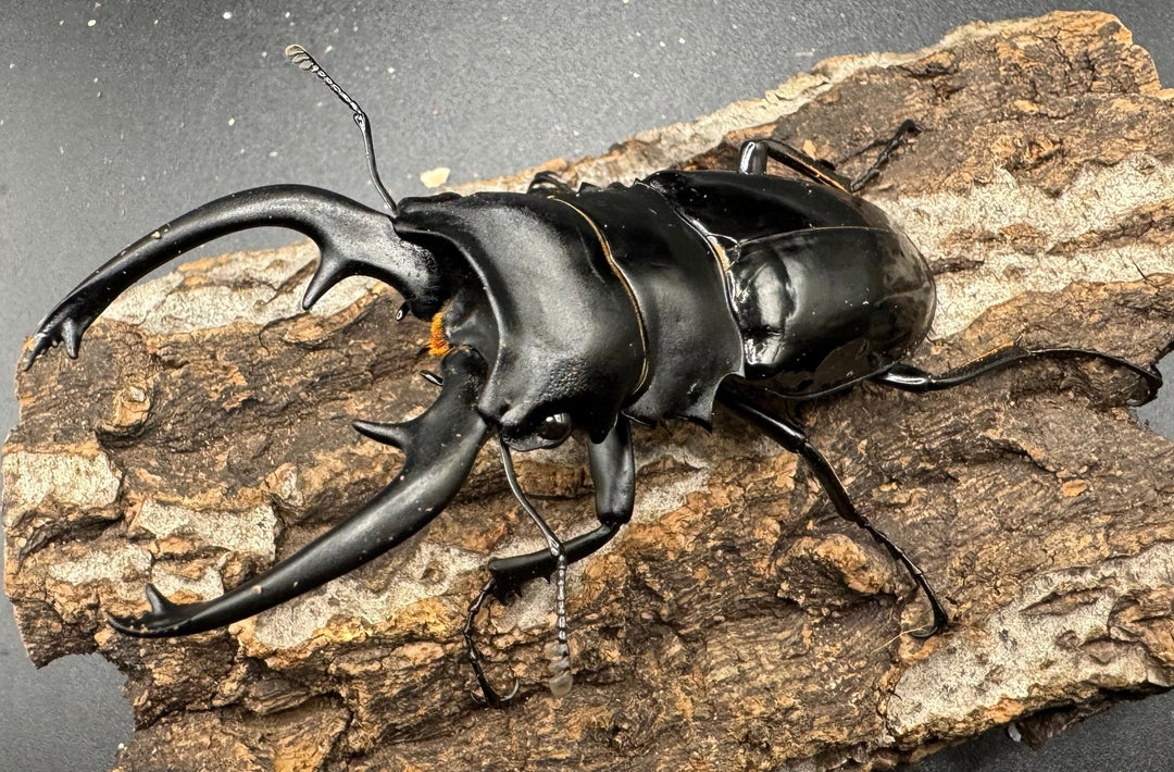 【WD】《インターメディアツヤクワガタ 91.5mm ペア》