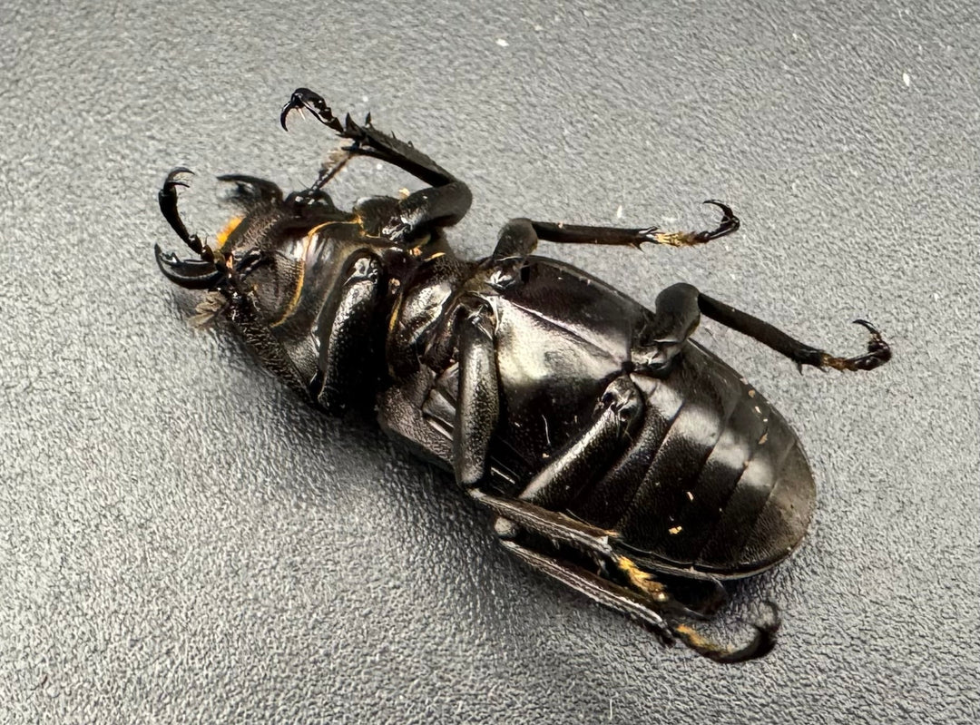 《メタリフェルホソアカ ブラックカラー 81mm ペア》