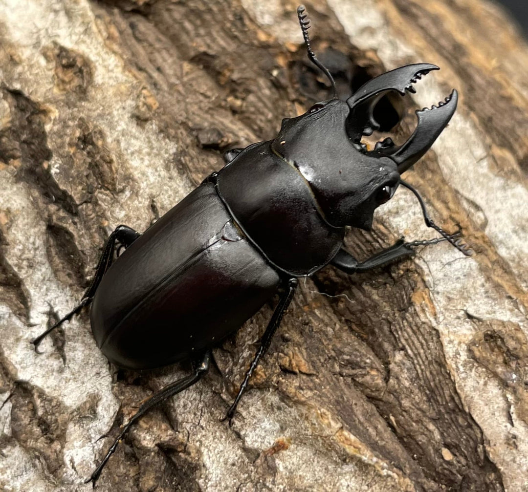 【WD】《オーエンノコギリクワガタ中国亜種melli 36.4mm ♂♀B品♀トリオ》