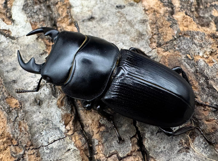 【WD】《ヒルティコルニス ssp. 31.5mm ペア》