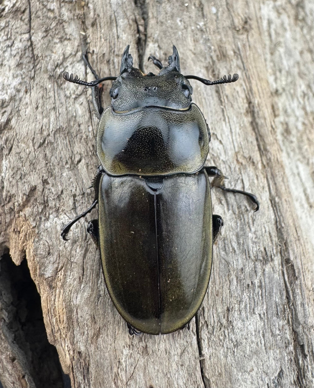 【WD】《モセリオウゴンオニクワガタ ゲンティンハイランド産 35mm ♀単》