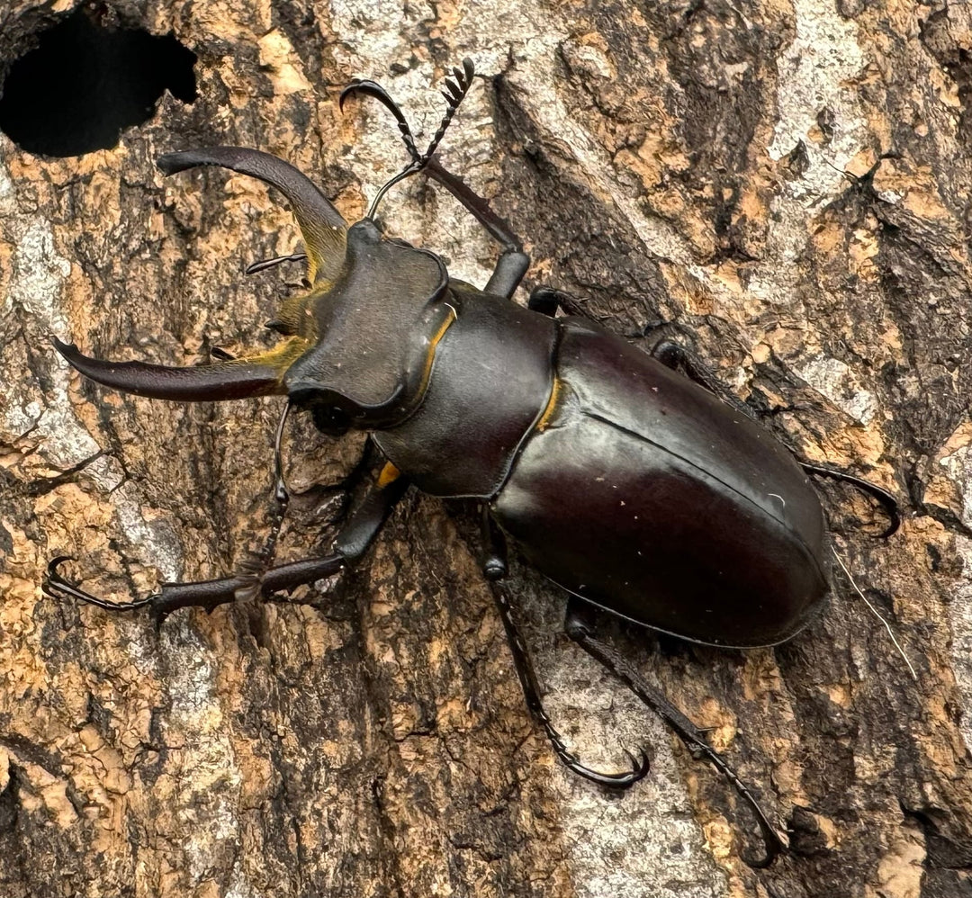 【WD】《フライミヤマクワガタ 48mm ペア》