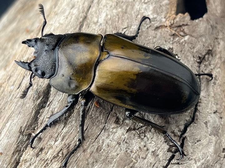 【F0】《ローゼンベルグオウゴンオニクワガタ 43.5mm ♀単》
