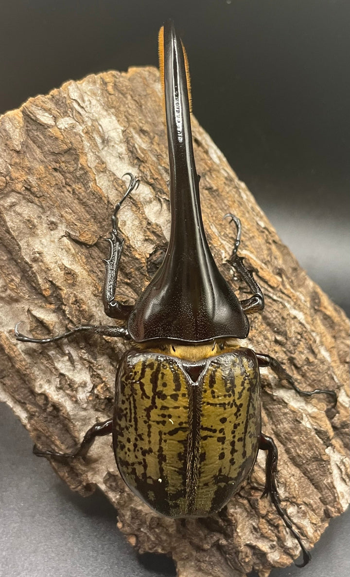 《ヘラクレス・ヘラクレス 128mm ペア》