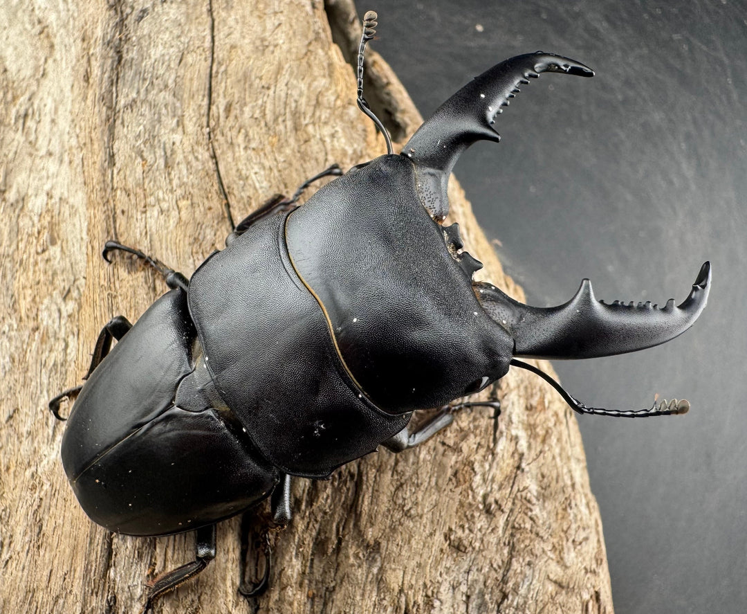 【WD】《ベトナムヒラタ 海南省産 75.5mm ペア》