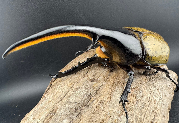 《ヘラクレス・ヘラクレス 133mm ♂単》