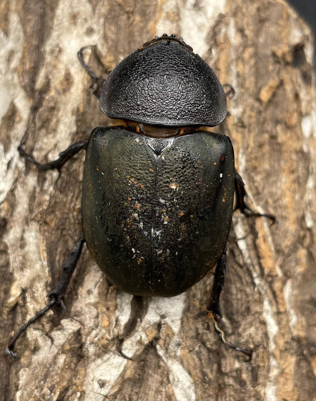 【WD】《ミンダナオアトラスオオカブト 90mmUP ペア》①