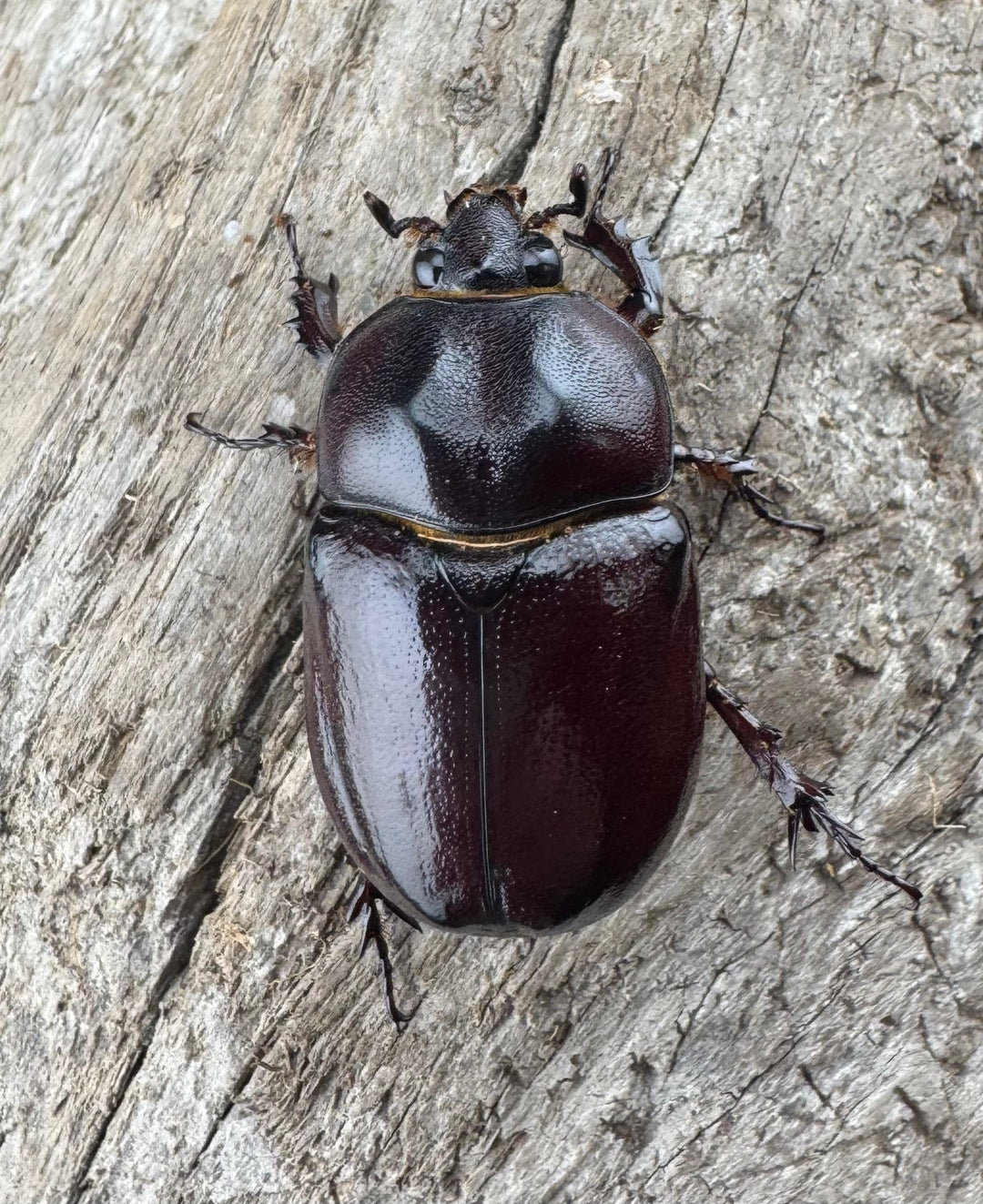 【WD】《クリイロムナコブサイカブト 32mm ペア》