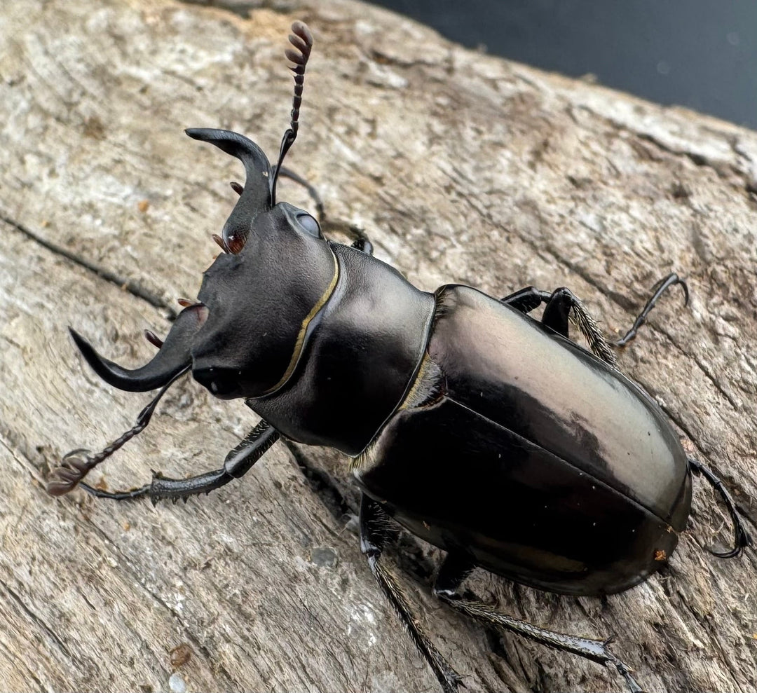 【WD】《ミンイミヤマクワガタ 28mm ペア》