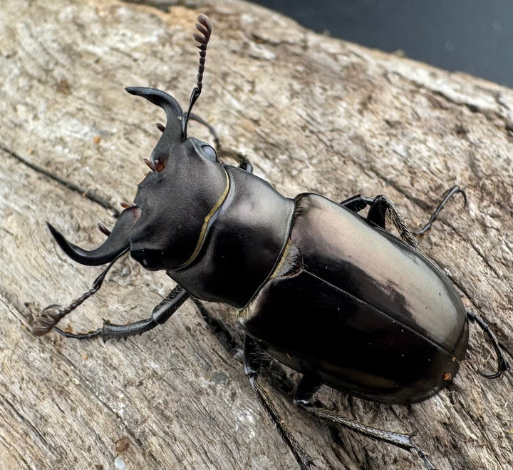 【WD】《ミンイミヤマクワガタ 28mm ペア》