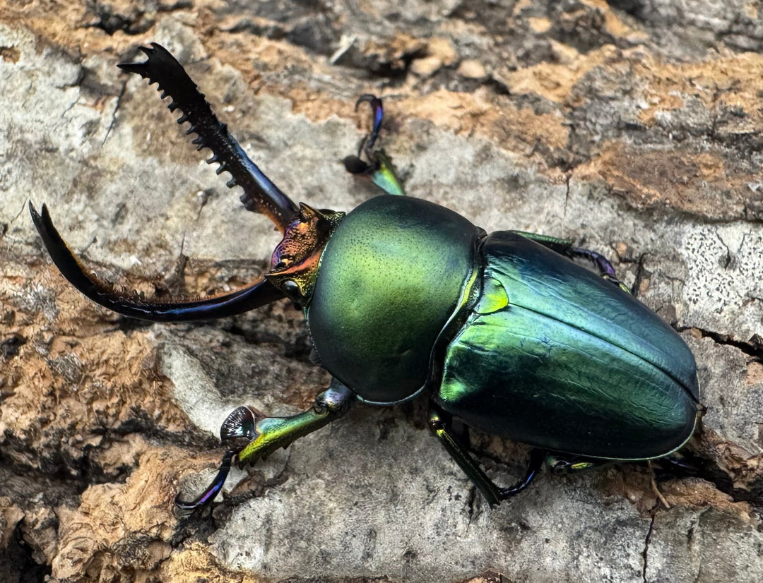 《パプアキンイロクワガタ 39mm ペア》