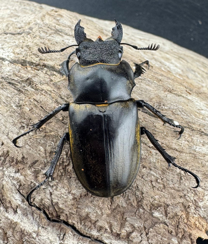 【WD】《セリケウスミヤマ原名亜種 62mm ペア》