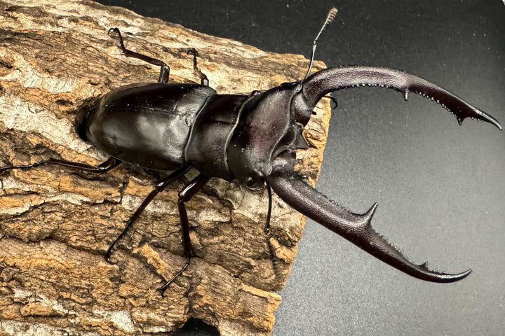 【WD】《マンディブラリスフタマタ 95mm ペア》