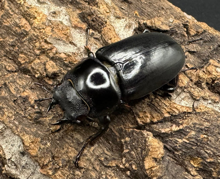 《ドンキエルコクワ亜種ハンプイ（黒ドンキ） 34ｍｍ ♀単》