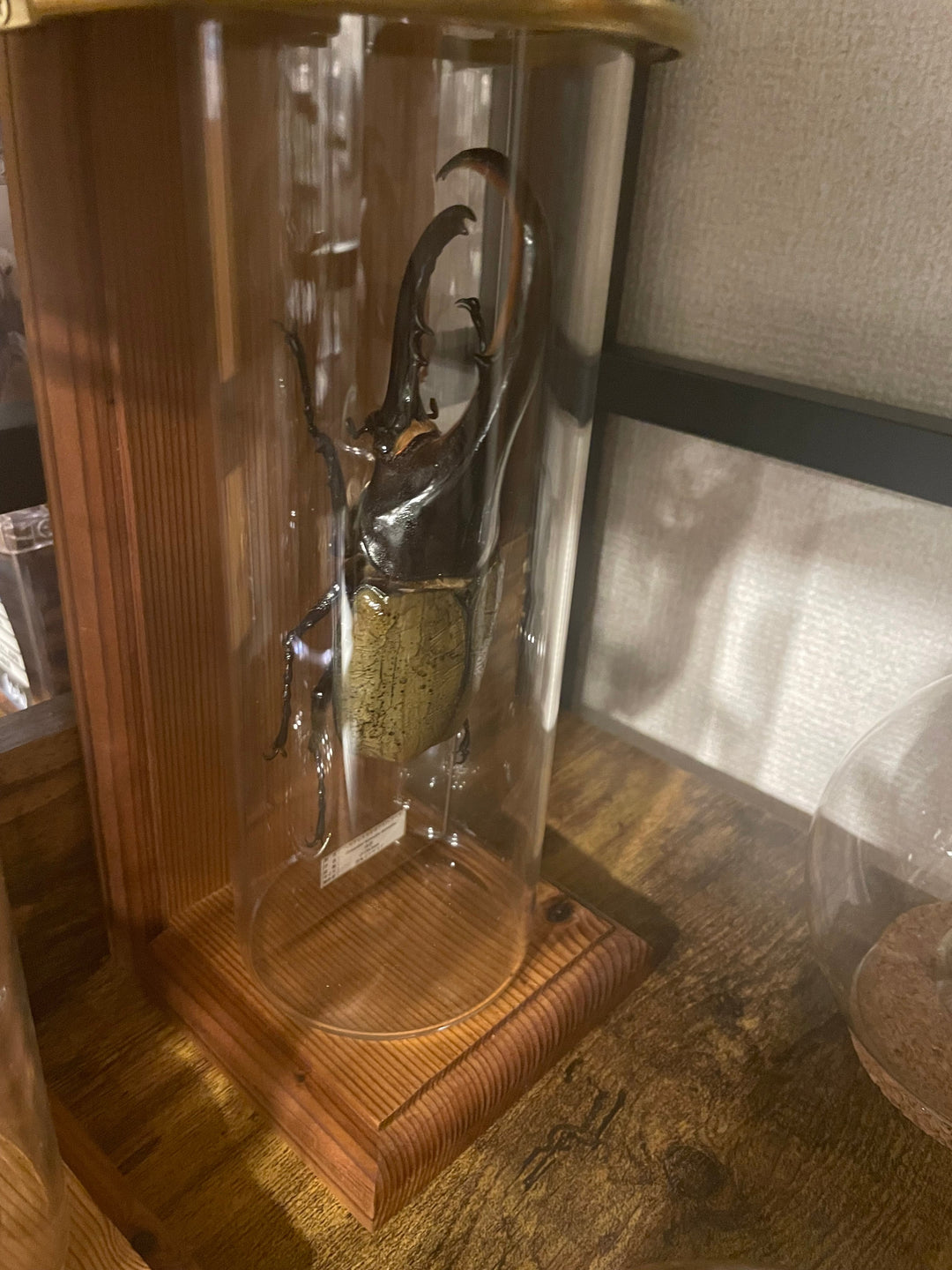 インテリア標本《ヘラクレスオオカブト（ヘラヘラ）♂》