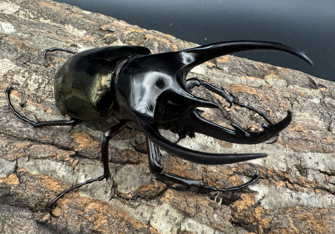 【WD】《ジャワコーカサスオオカブト 96mm ペア》