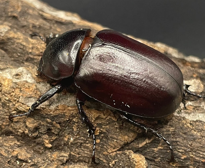 【WD】《ビルマニクス ゴホンツノ ペア》