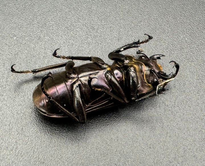 【美麗】《メタリフェルホソアカ 85mm ペア》セルヴォラン氏ブリード個体