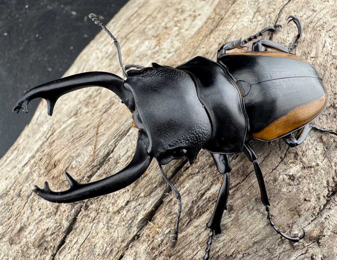 【WD】《スティーブンスツヤ亜種mamaesaensis 68mm ペア》