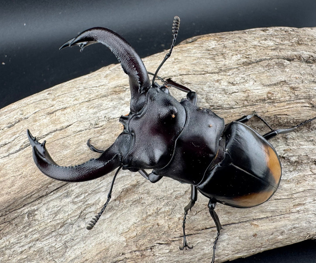 【WD】《セアカフタマタ（パリーフタマタ） 82mm ペア》