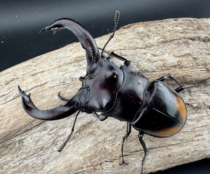 【WD】《セアカフタマタ（パリーフタマタ） 82mm ペア》