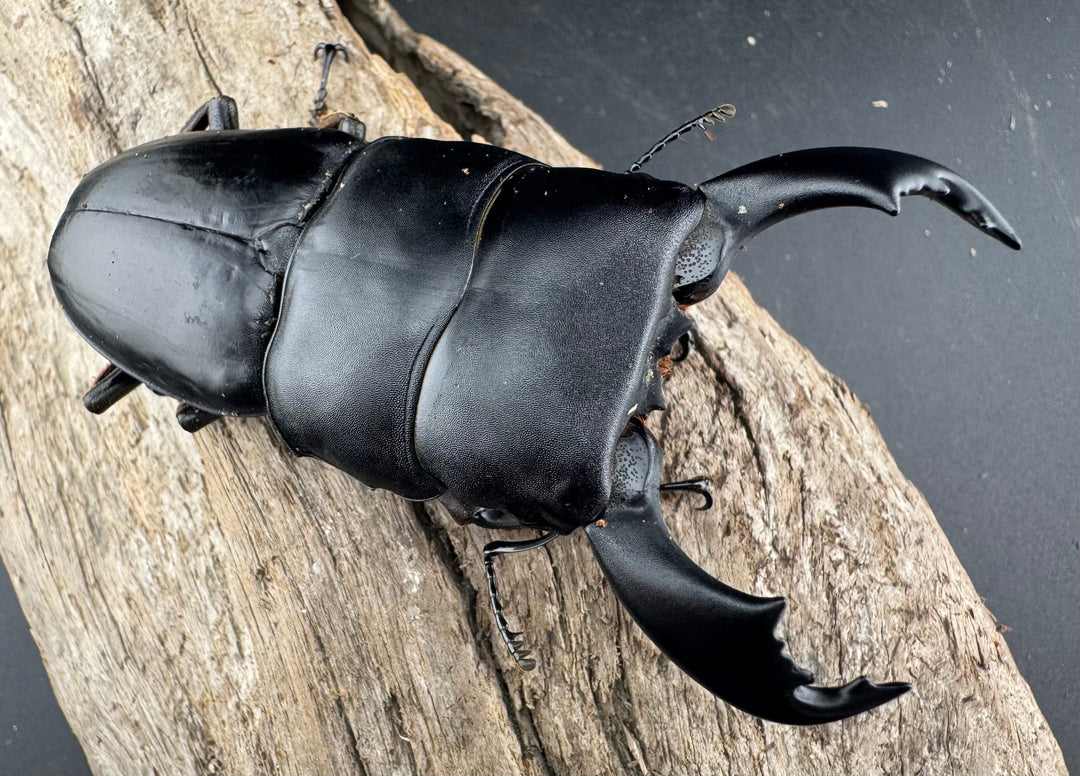 【WD】《スマトラオオヒラタ ベンクール産 86.5mm ペア》