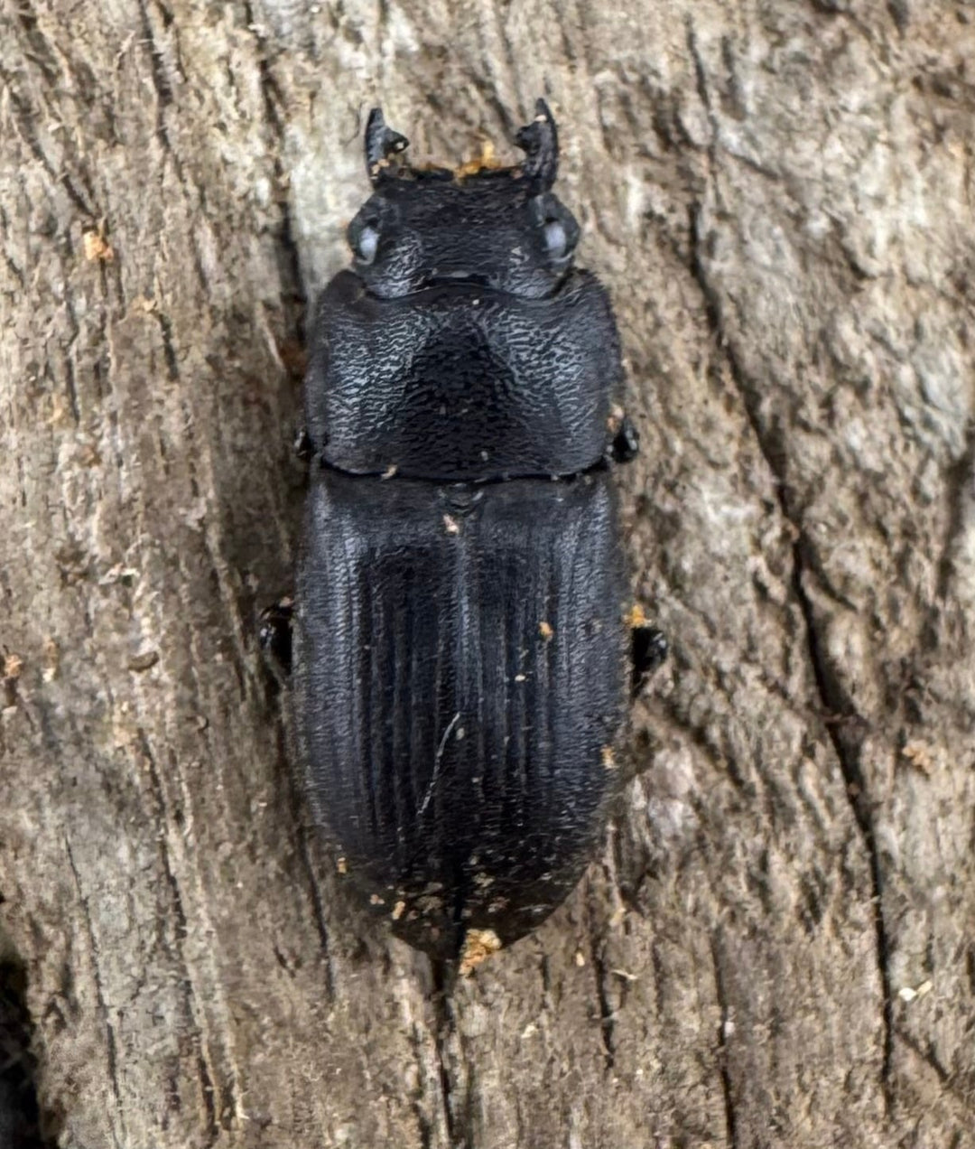 【WD】《インプレッシコリスネブト亜種patprici 27mm ペア》