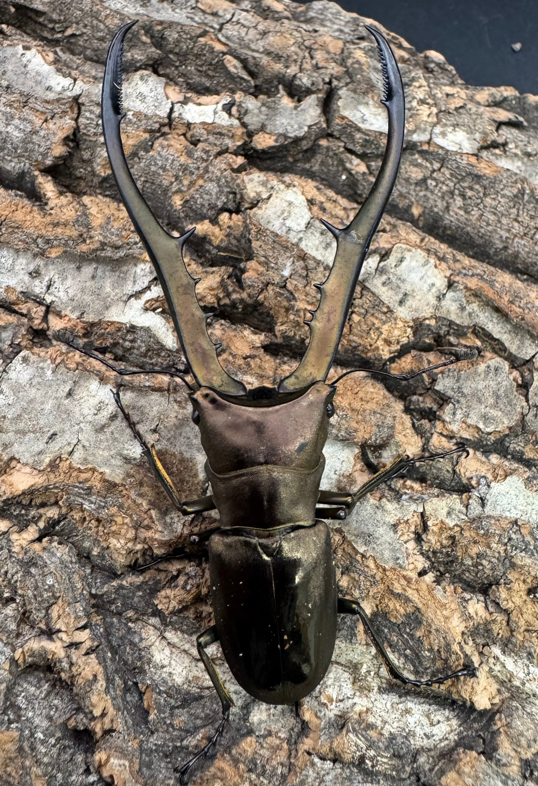 【WD】《メタリフェルホソアカ亜種finae 84.5mm ペア》