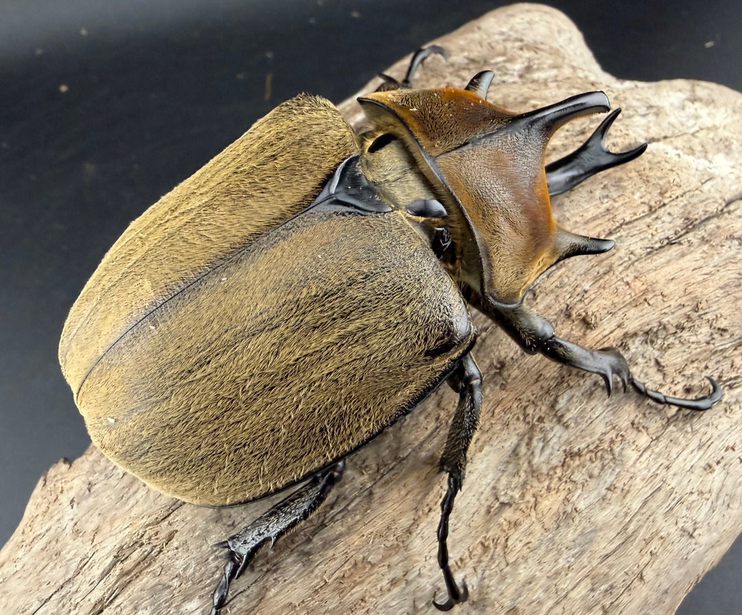 《ギアス ルンバッシャー 87mm ペア》