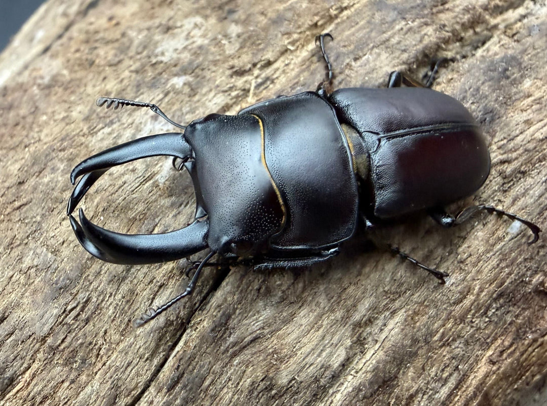 【WD】《セグーコクワガタ 貴州省産 32mm ペア》