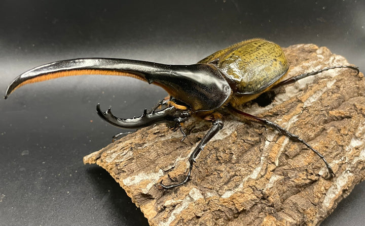 《ヘラクレス・ヘラクレス 147mm ペア》