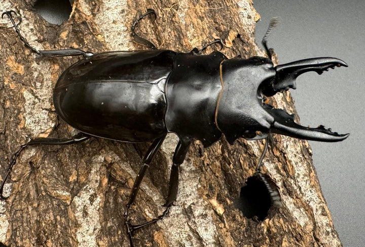 【WD】《ベリコサツヤクワガタ 70mm ペア》